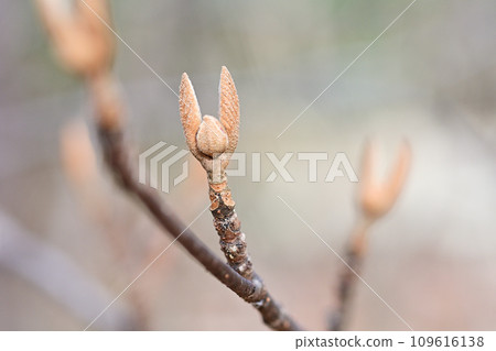 The winter buds of the giant cypress tree seem to be blooming in the autumn forest. 109616138