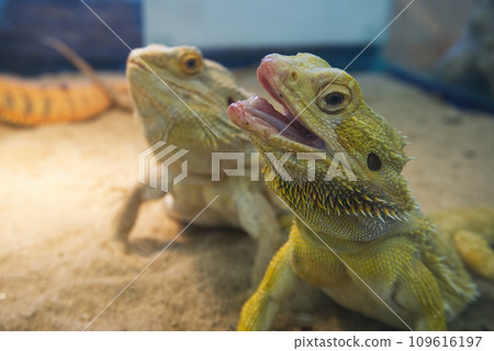portrait of yellow-gray iguanas chameleon or lizard. close-up shot head of reptile no people. portrait of yellow-gray iguanas chameleon or lizard. close-up shot head of reptile no people. 109616197