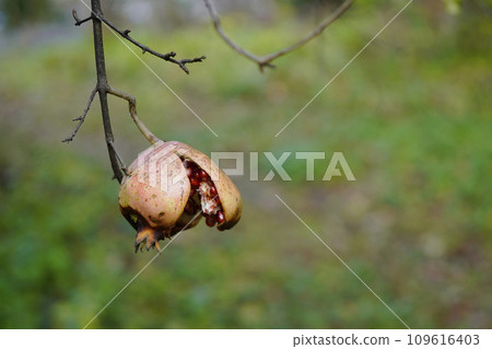 In late autumn, one red pomegranate fruit remained. 109616403