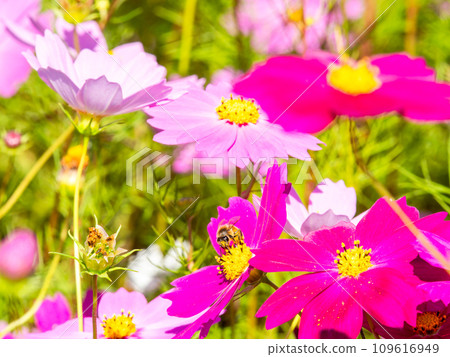 在秋天晴朗的天空下，一隻蜜蜂在明亮、盛開的波斯菊花叢中吸食花蜜。 109616949