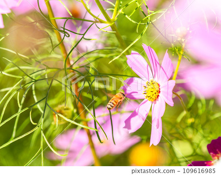 在秋天晴朗的天空下,一隻蜜蜂在明亮、盛開的波斯菊花叢中吸食花蜜。 在秋天晴朗的天空下,一隻蜜蜂在明亮、盛開的波斯菊花叢中吸食花蜜。 109616985