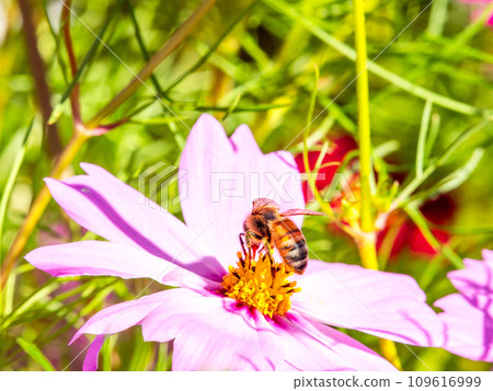 在秋天晴朗的天空下，一隻蜜蜂在明亮、盛開的波斯菊花叢中吸食花蜜。 109616999