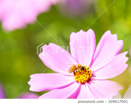 在秋天晴朗的天空下，一隻蜜蜂在明亮、盛開的波斯菊花叢中吸食花蜜。 109617001