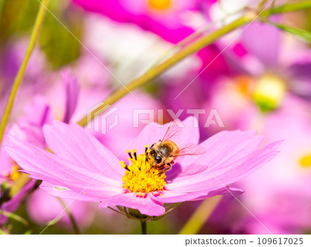 在秋天晴朗的天空下，一隻蜜蜂在明亮、盛開的波斯菊花叢中吸食花蜜。 109617025