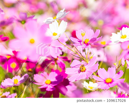 在秋天晴朗的天空下,一隻蜜蜂在明亮、盛開的波斯菊花叢中吸食花蜜。 在秋天晴朗的天空下,一隻蜜蜂在明亮、盛開的波斯菊花叢中吸食花蜜。 109617026