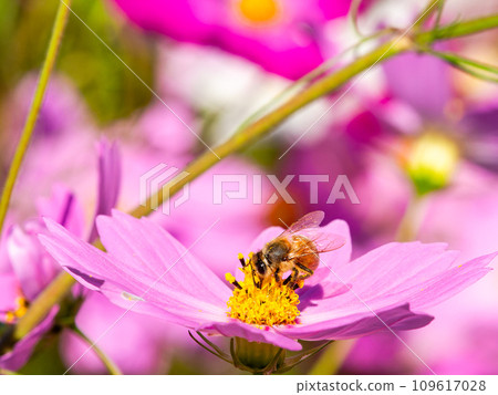 在秋天晴朗的天空下，一隻蜜蜂在明亮、盛開的波斯菊花叢中吸食花蜜。 109617028