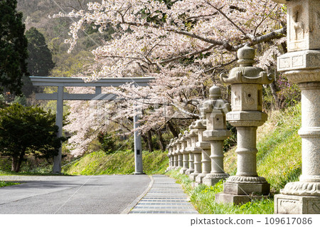 函館八幡宮（鶴若稻荷神社）的石燈籠與美麗的櫻花 109617086