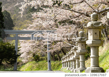 函館八幡宮(鶴若稻荷神社)的石燈籠和盛開的櫻花 函館八幡宮(鶴若稻荷神社)的石燈籠和盛開的櫻花 109617087