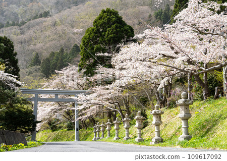 函館八幡宮（鶴若稻荷神社）的鳥居和石燈籠以及最美的櫻花 109617092