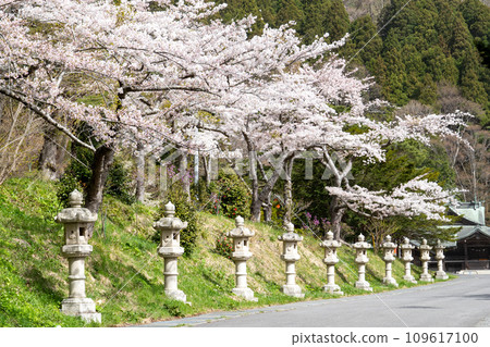 函館八幡宮（鶴若稻荷神社）的石燈籠和盛開的櫻花 109617100