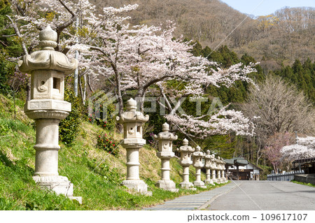 函館八幡宮（鶴若稻荷神社）的石燈籠和盛開的櫻花 109617107
