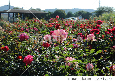 Arao City Ominous Citizen Flower Bed Rose Flower, Arao City Ominous Citizen Flower Bed Rose Flower, 109617278