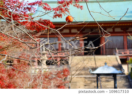 秋天的神戶、泰山寺、正殿、秋葉和一顆柿子果 109617310