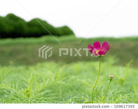 Red cosmos Red cosmos 109617393