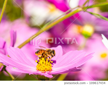 A bee sucks nectar in a bright, full-bloom cosmos field under a clear autumn sky. 109617434