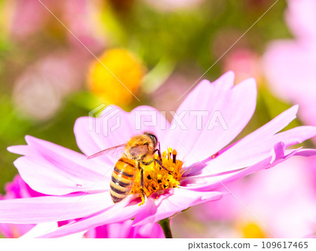 在秋天晴朗的天空下,一隻蜜蜂在明亮、盛開的波斯菊花叢中吸食花蜜。 在秋天晴朗的天空下,一隻蜜蜂在明亮、盛開的波斯菊花叢中吸食花蜜。 109617465