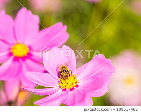 A bee sucks nectar in a bright, full-bloom cosmos field under a clear autumn sky. 109617468