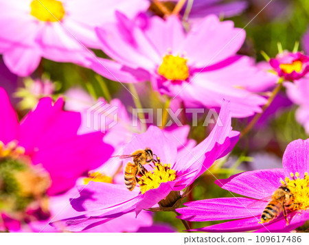 在秋天晴朗的天空下，一隻蜜蜂在明亮、盛開的波斯菊花叢中吸食花蜜。 109617486