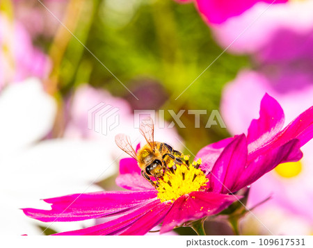 A bee sucks nectar in a bright, full-bloom cosmos field under a clear autumn sky. 109617531