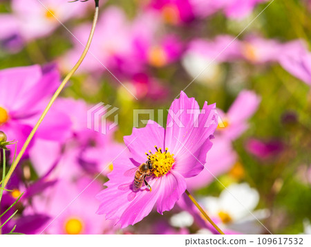 在秋天晴朗的天空下,一隻蜜蜂在明亮、盛開的波斯菊花叢中吸食花蜜。 在秋天晴朗的天空下,一隻蜜蜂在明亮、盛開的波斯菊花叢中吸食花蜜。 109617532