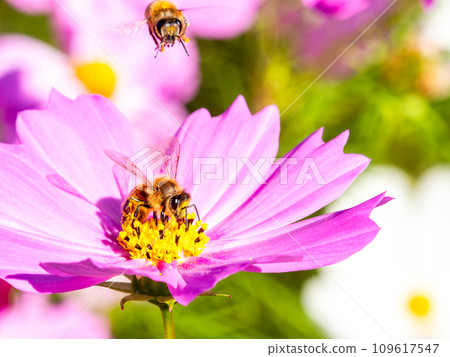 在秋天晴朗的天空下，一隻蜜蜂在明亮、盛開的波斯菊花叢中吸食花蜜。 109617547