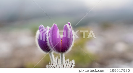 Dream grass spring flower. Pulsatilla blooms in early spring in forests and mountains. Purple pulsatilla flowers close up in the snow 109617920