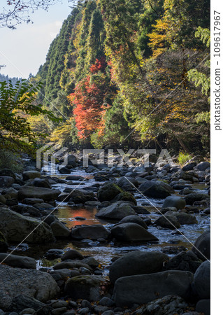 river flow and fallen leaves 109617967