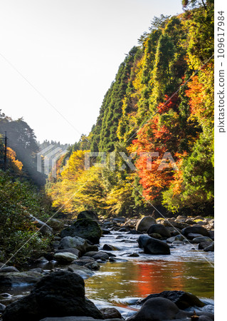 river flow and fallen leaves 109617984