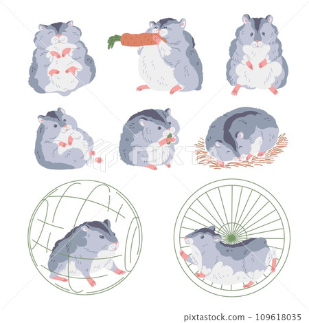 Cute gray hamster with white belly gnaws carrot or seed, runs in wheel, sleeps, looks curiously, fluffy pet vector set 109618035
