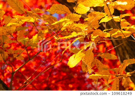 Yellow oak leaves and fiery maple leaves 109618249