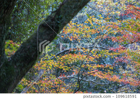 The scenery of Kikuchi Ura Valley with beautiful autumn leaves The scenery of Kikuchi Ura Valley with beautiful autumn leaves 109618591