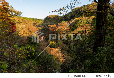 The scenery of Kikuchi Ura Valley with beautiful autumn leaves 109618610