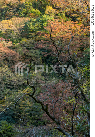 The scenery of Kikuchi Ura Valley with beautiful autumn leaves 109618618