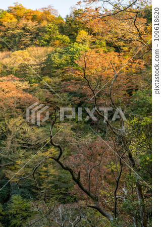 The scenery of Kikuchi Ura Valley with beautiful autumn leaves The scenery of Kikuchi Ura Valley with beautiful autumn leaves 109618620