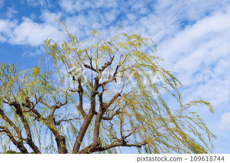 Autumn scenery. A willow tree swaying in the wind with the autumn sky in the background 109618744