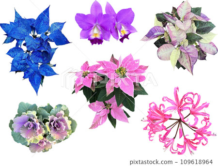 剪紙材質套裝-冬季植物2 109618964