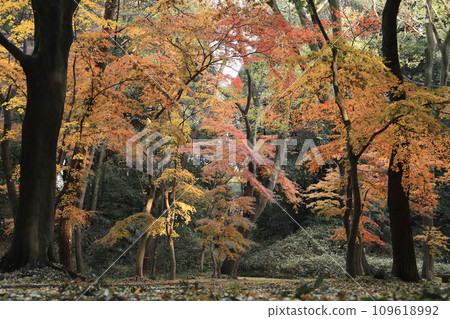 秋葉(群馬森林) 秋葉(群馬森林) 109618992