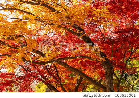黃色的橡樹葉和火紅的楓葉 109619001