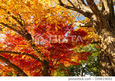 黃色的橡樹葉和火紅的楓葉 109619002