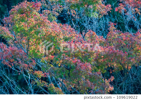 色彩繽紛的楓葉即將進入秋天 109619022