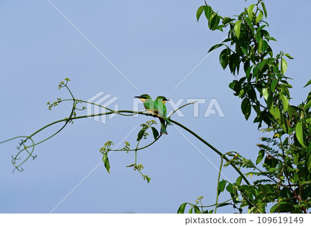Merops birds (bee-eaters) sit on a branch in the wild 109619149