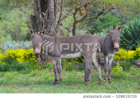 Wild African donkeys in their natural environment 109619150