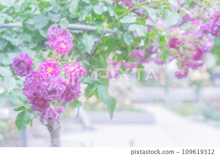 在大阪市中心的綠洲中之島公園拍攝盛開的美麗玫瑰 在大阪市中心的綠洲中之島公園拍攝盛開的美麗玫瑰 109619312