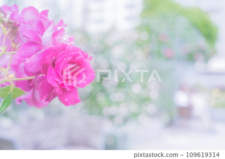 在大阪市中心的綠洲中之島公園拍攝盛開的美麗玫瑰 109619314