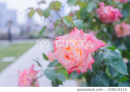 Photographing the beautiful roses at their peak bloom at Osaka Nakanoshima Park, an oasis in the city center 109619318