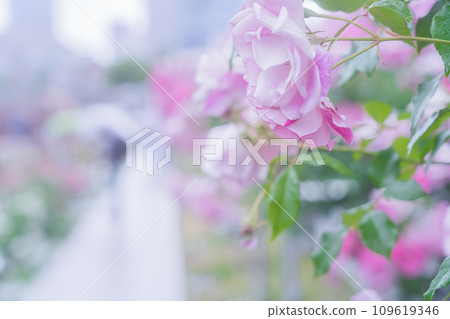 Photographing the beautiful roses at their peak bloom at Osaka Nakanoshima Park, an oasis in the city center 109619346
