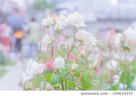 Photographing the beautiful roses at their peak bloom at Osaka Nakanoshima Park, an oasis in the city center 109619355