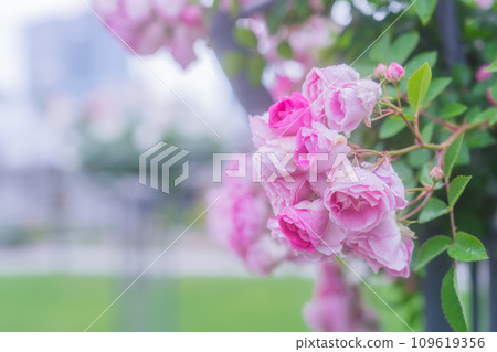 Photographing the beautiful roses at their peak bloom at Osaka Nakanoshima Park, an oasis in the city center 109619356