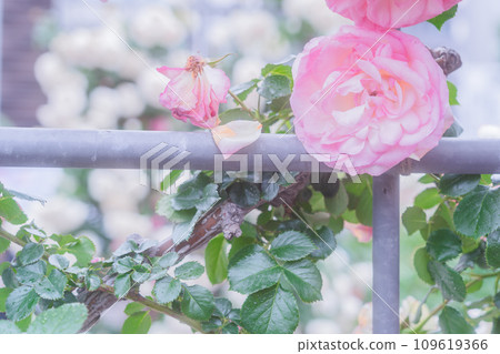Photographing the beautiful roses at their peak bloom at Osaka Nakanoshima Park, an oasis in the city center Photographing the beautiful roses at their peak bloom at Osaka Nakanoshima Park, an oasis in the city center 109619366