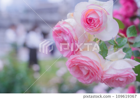 Photographing the beautiful roses at their peak bloom at Osaka Nakanoshima Park, an oasis in the city center 109619367